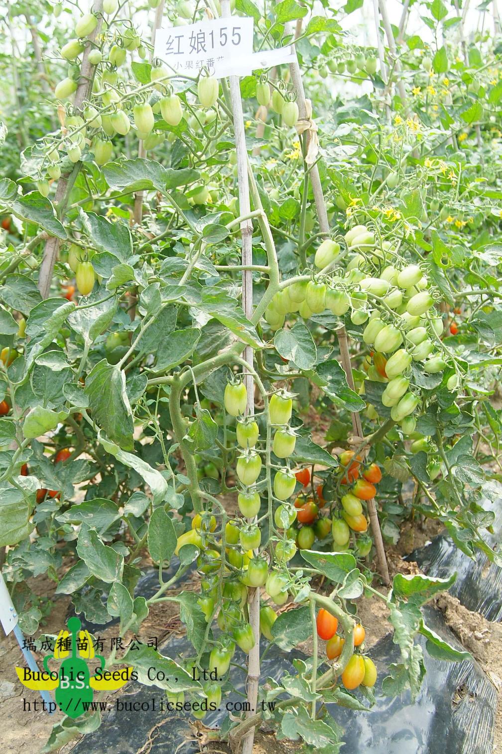 Cherry Tomato 155 - Cherry Tomato 155 (1)
