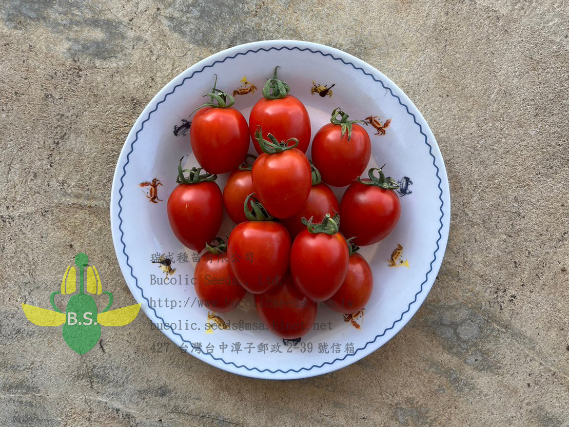 Cherry Tomato 2211 - Cherry Tomato 2211 (1)