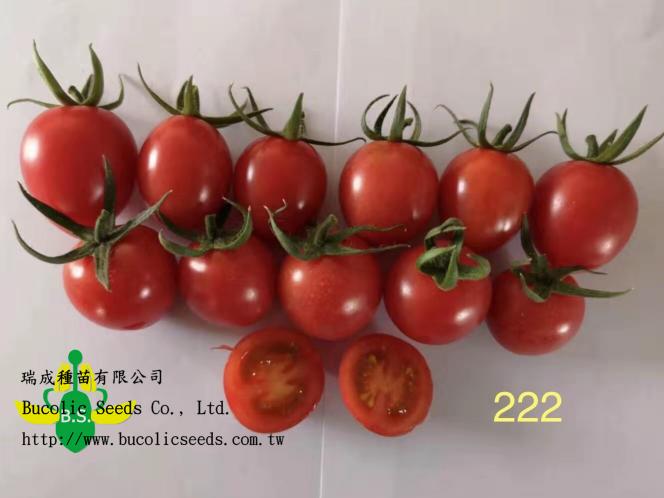 Cherry Tomato 222 - Cherry Tomato 222 (1)