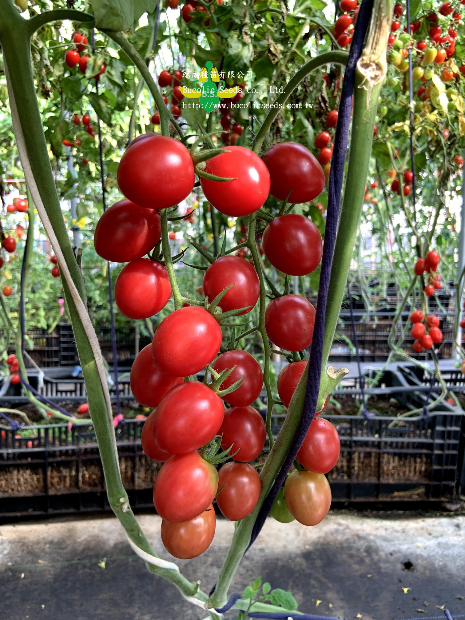 Cherry Tomato 222 - Cherry Tomato 222 (2)