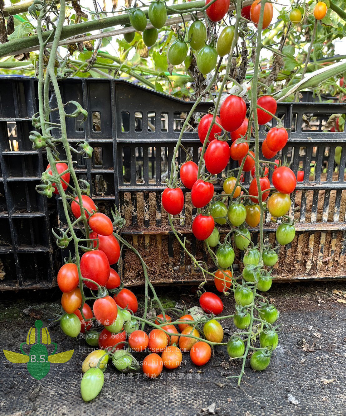 Cherry Tomato 2221 - Cherry Tomato 2221 (1)