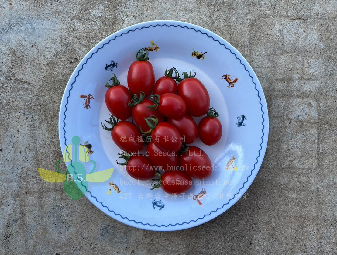 Cherry Tomato 2221 - Cherry Tomato 2221 (2)