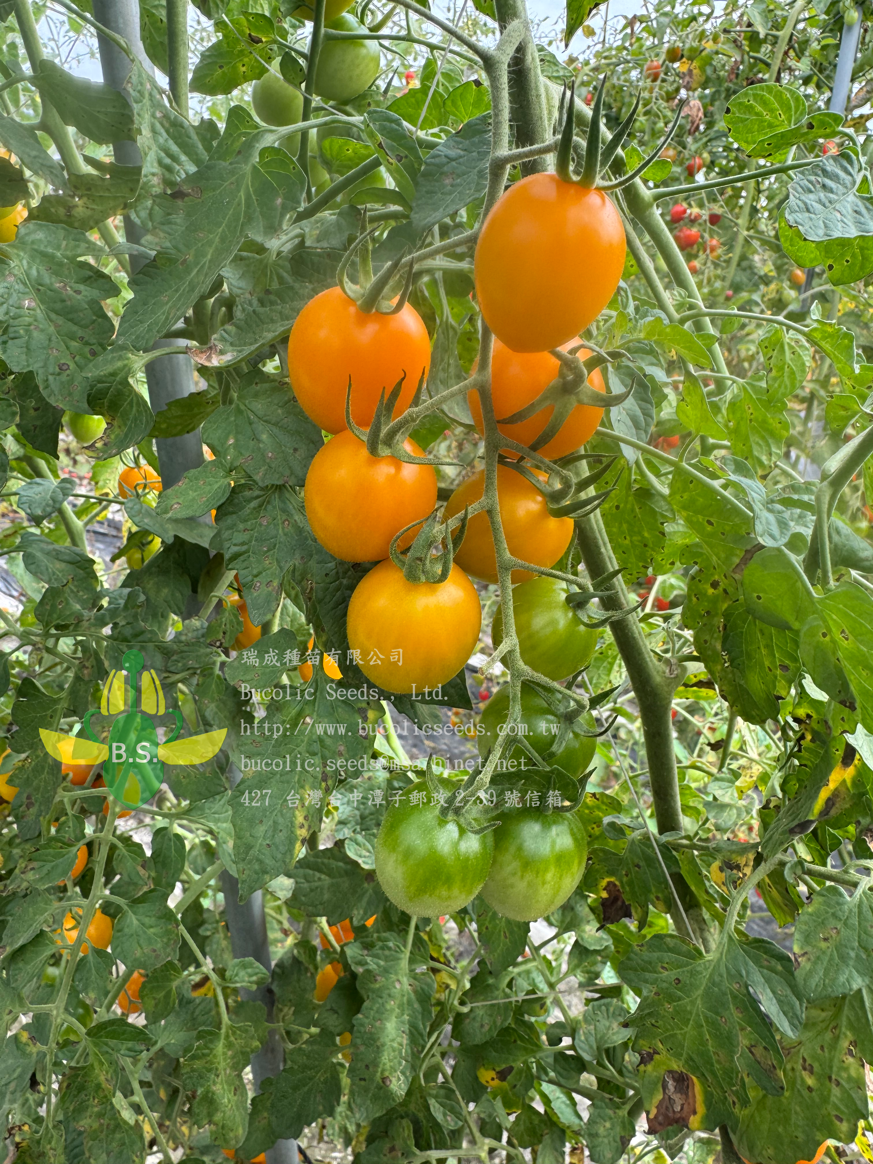 Cherry Tomato 2506 - Cherry Tomato 2506 (1)
