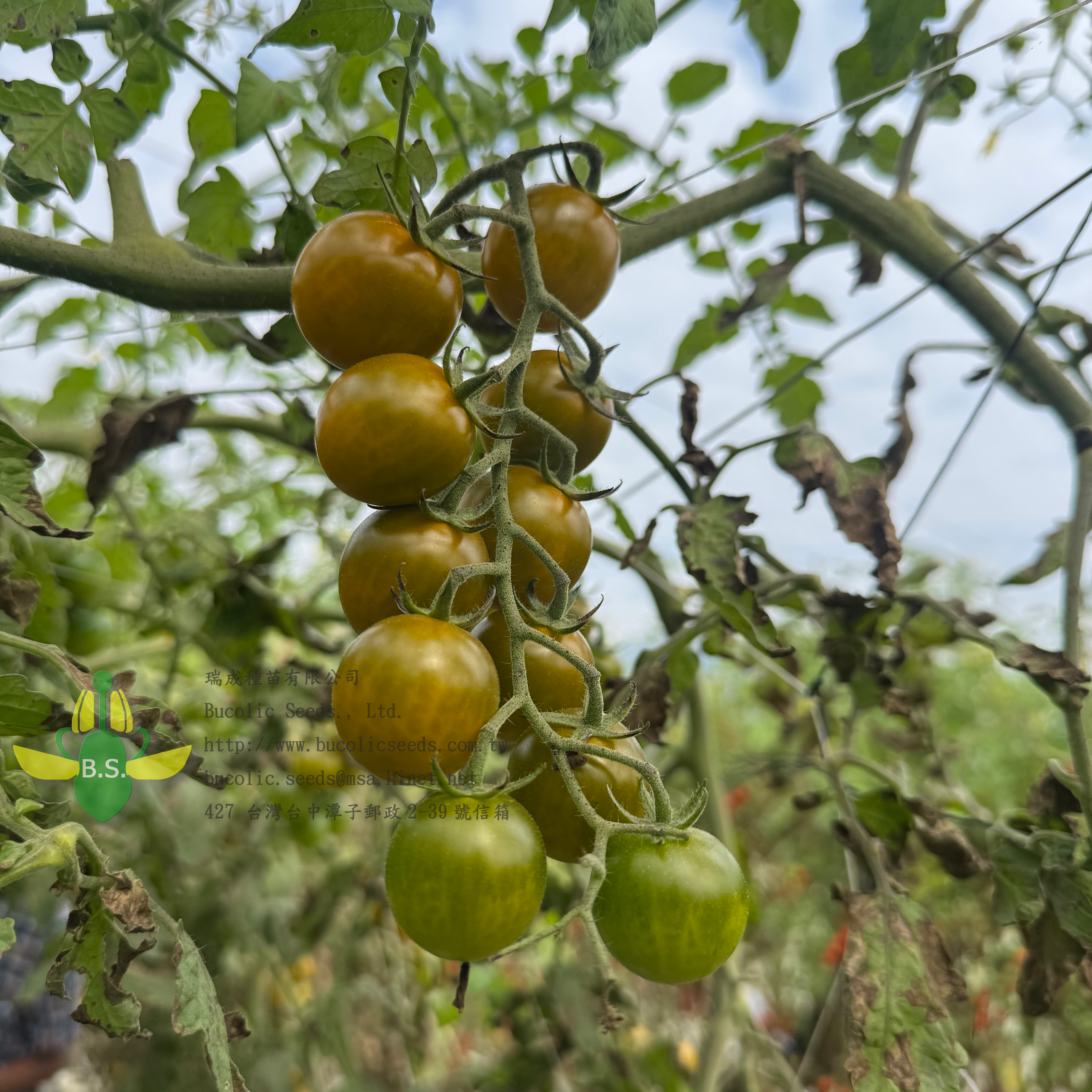 Cherry Tomato 2508 - Cherry Tomato 2508 (1)
