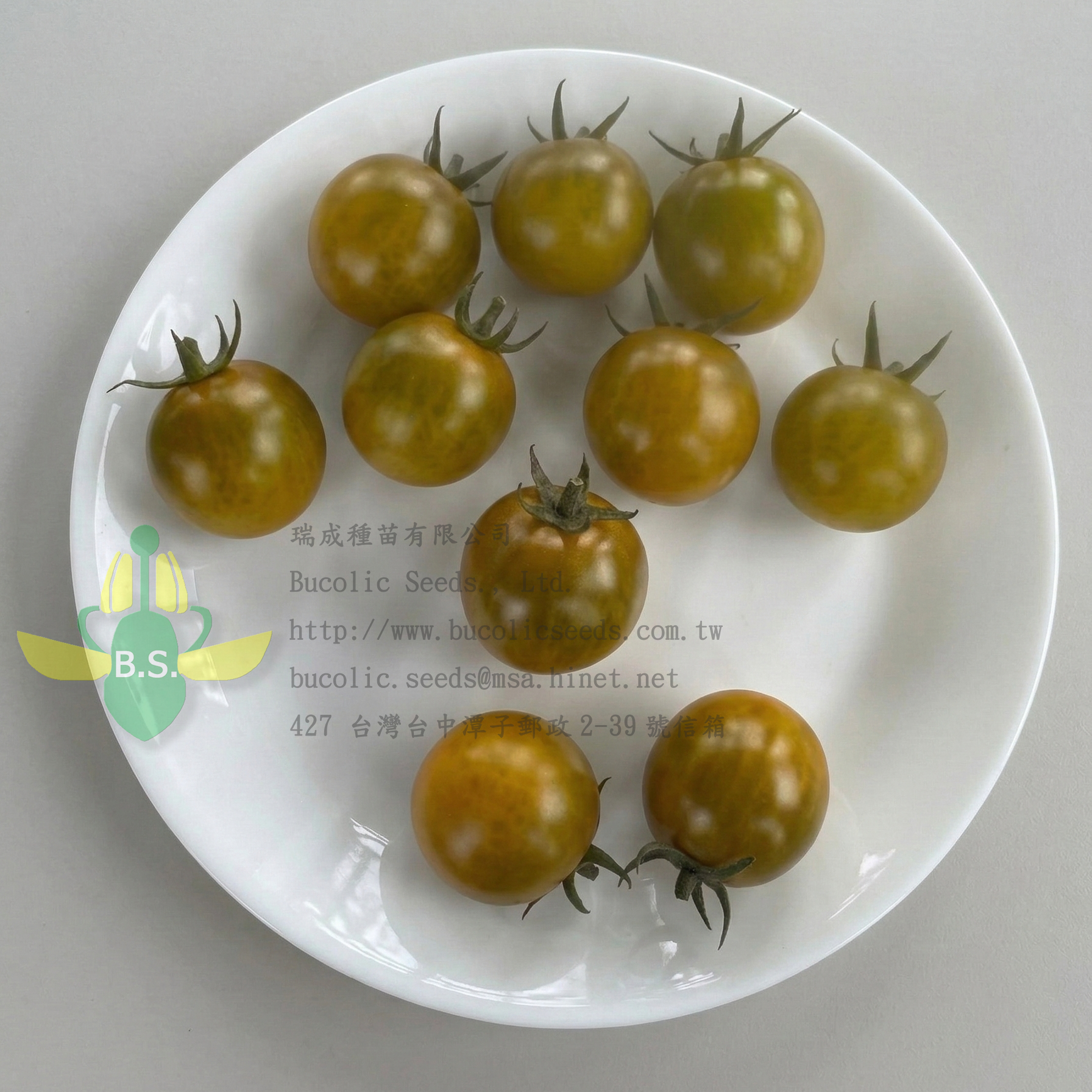 Y瑞成小番茄 2508