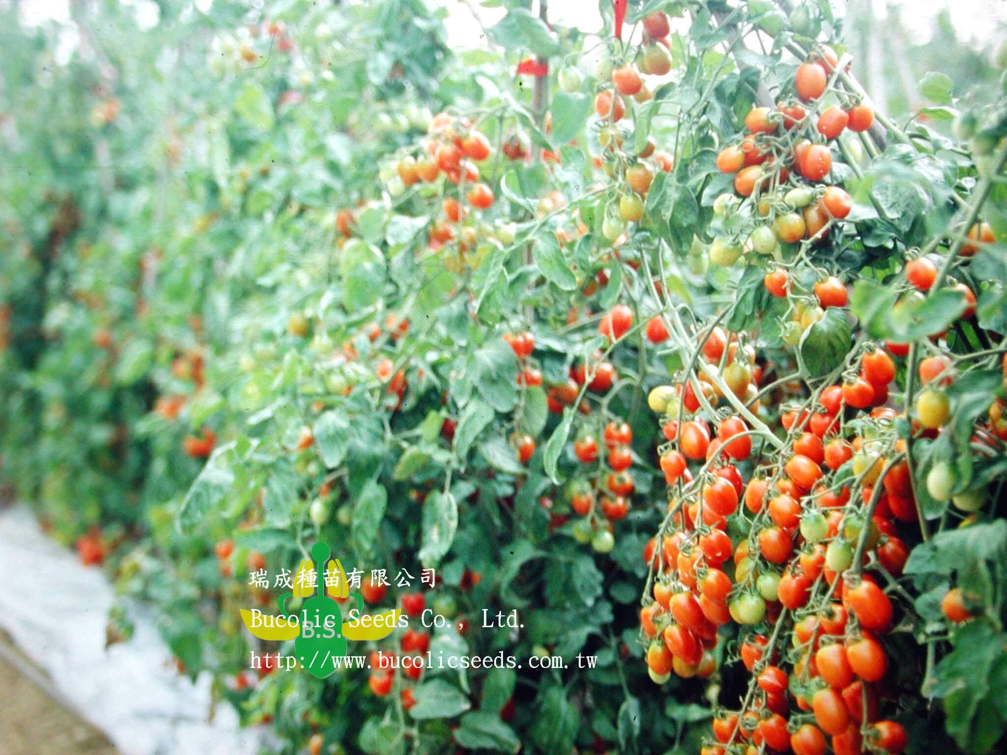 Cherry Tomato 301 - Cherry Tomato 301 (1)