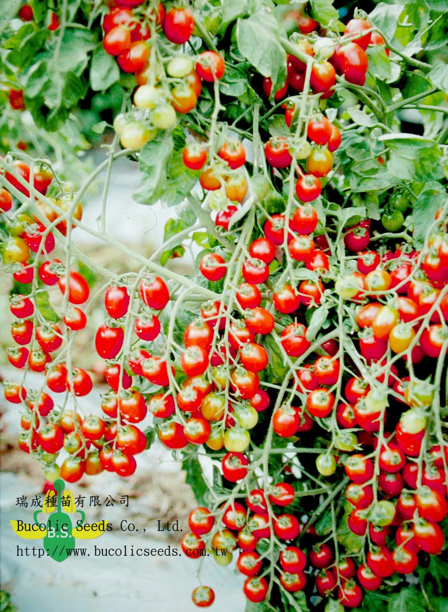 Cherry Tomato 301 - Cherry Tomato 301 (2)
