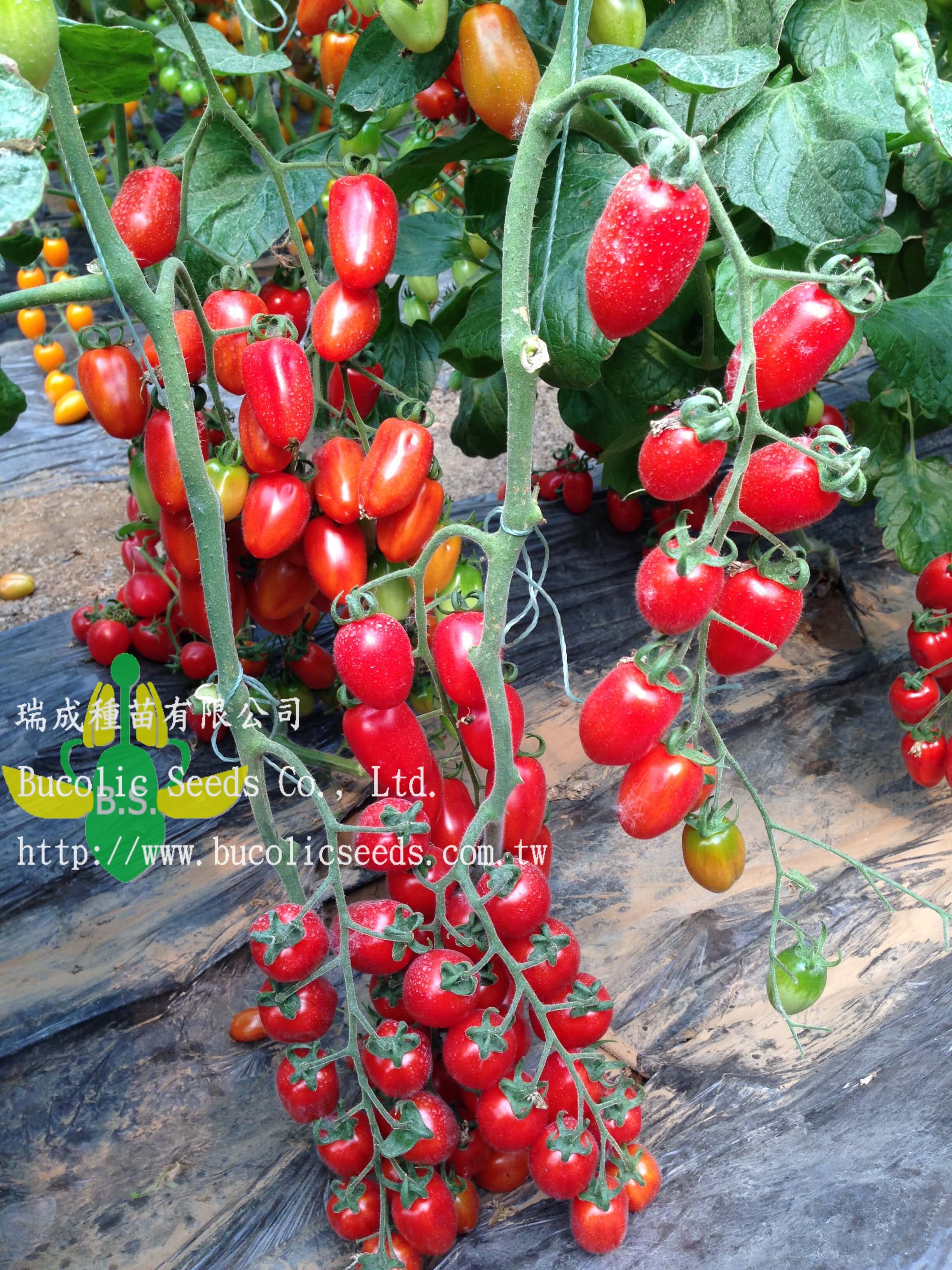 Cherry Tomato 301 - Cherry Tomato 301 (3)