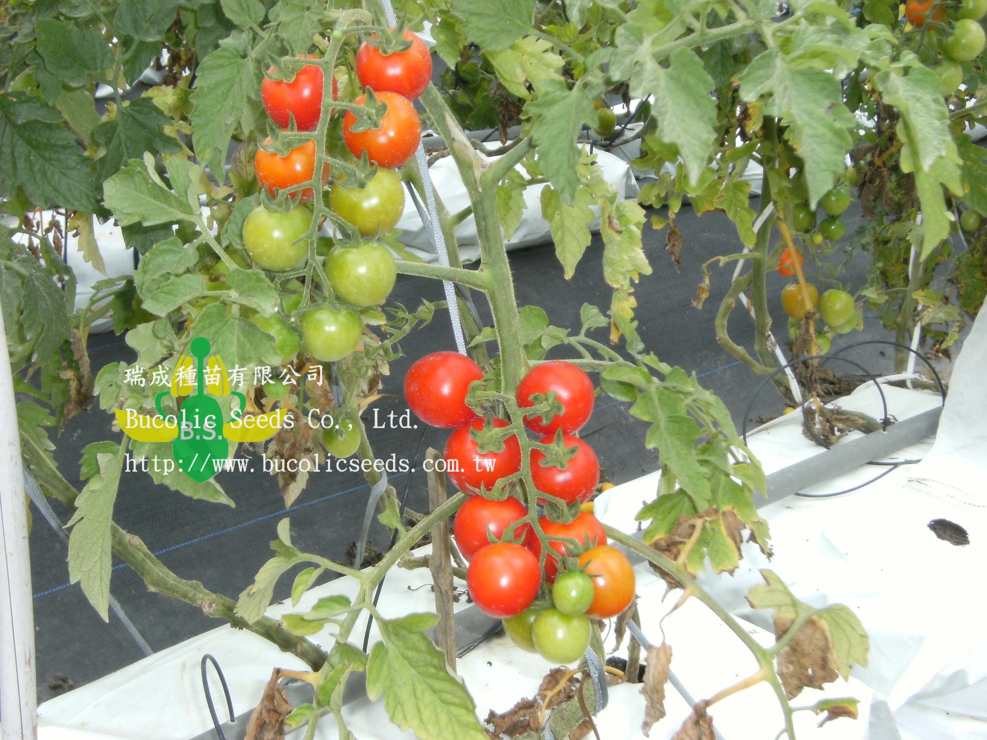 Cherry Tomato 520 - Cherry Tomato 520 (1)