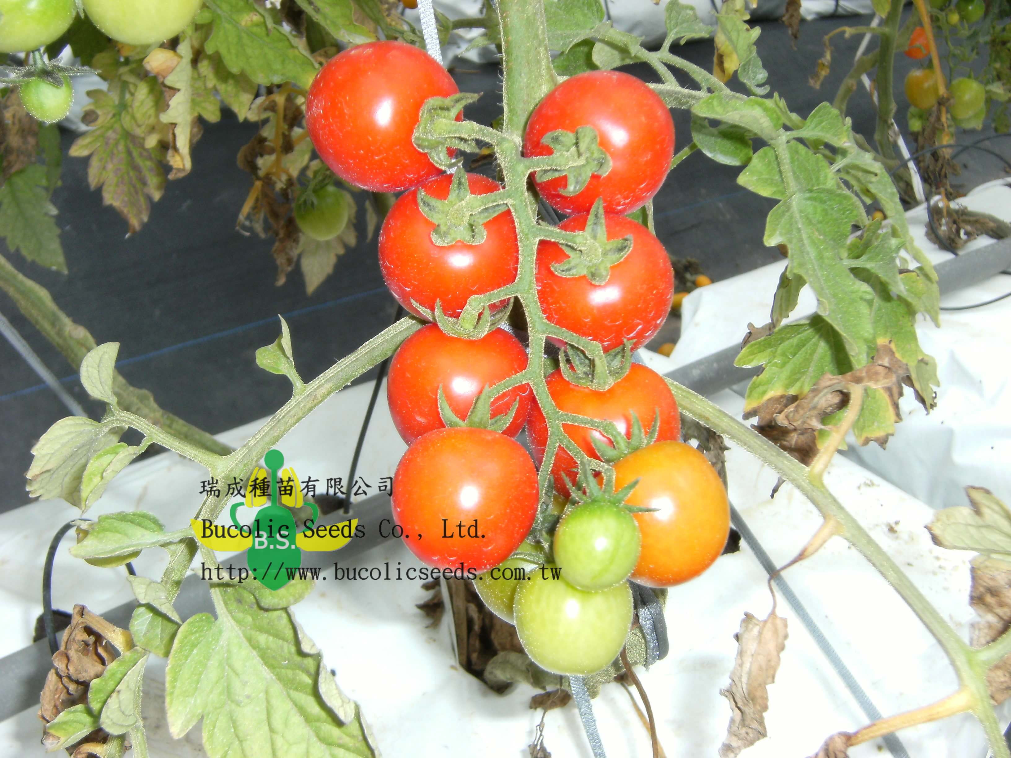 Cherry Tomato 520 - Cherry Tomato 520 (2)