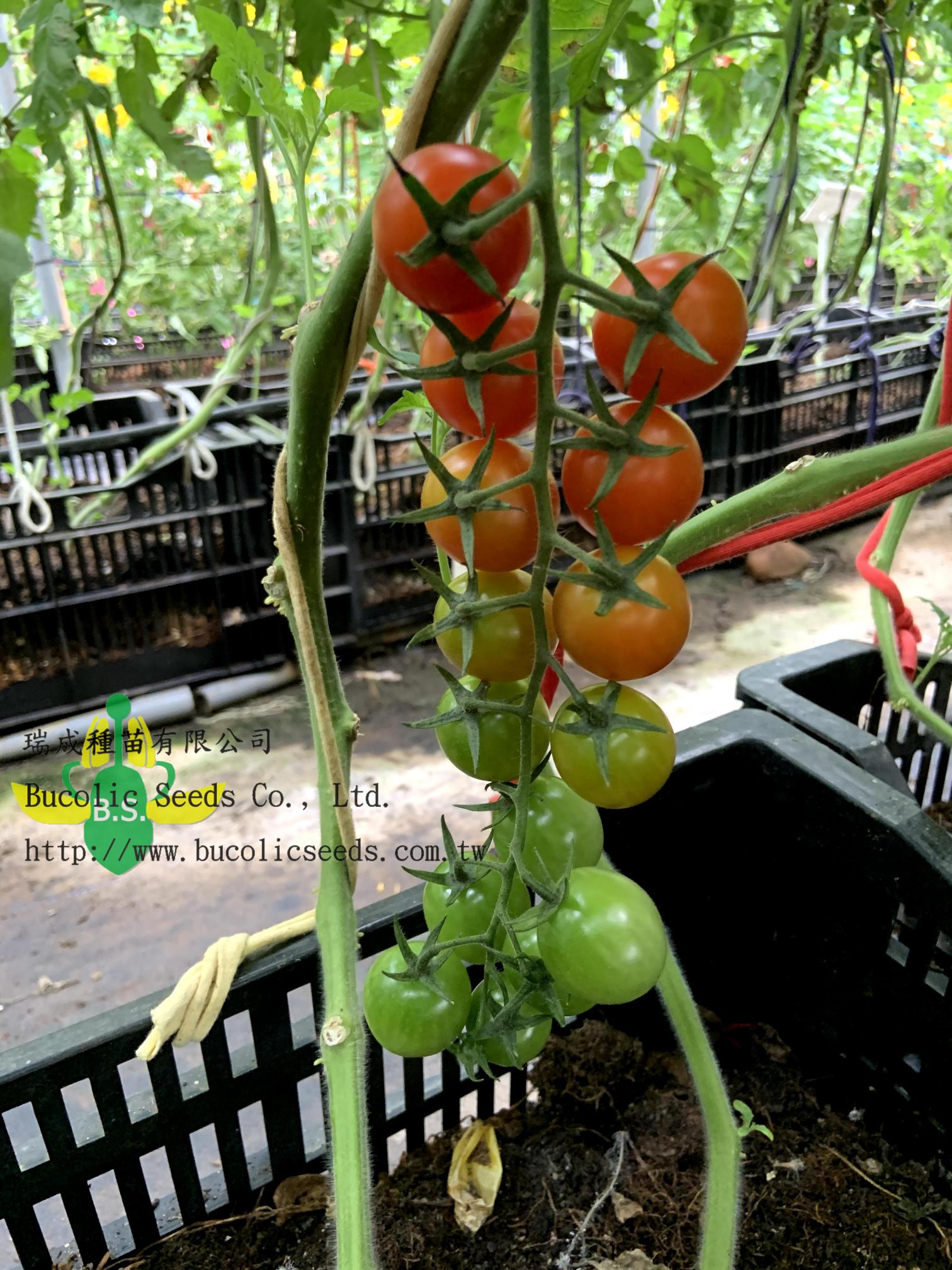 Cherry Tomato 520 - Cherry Tomato 520 (3)