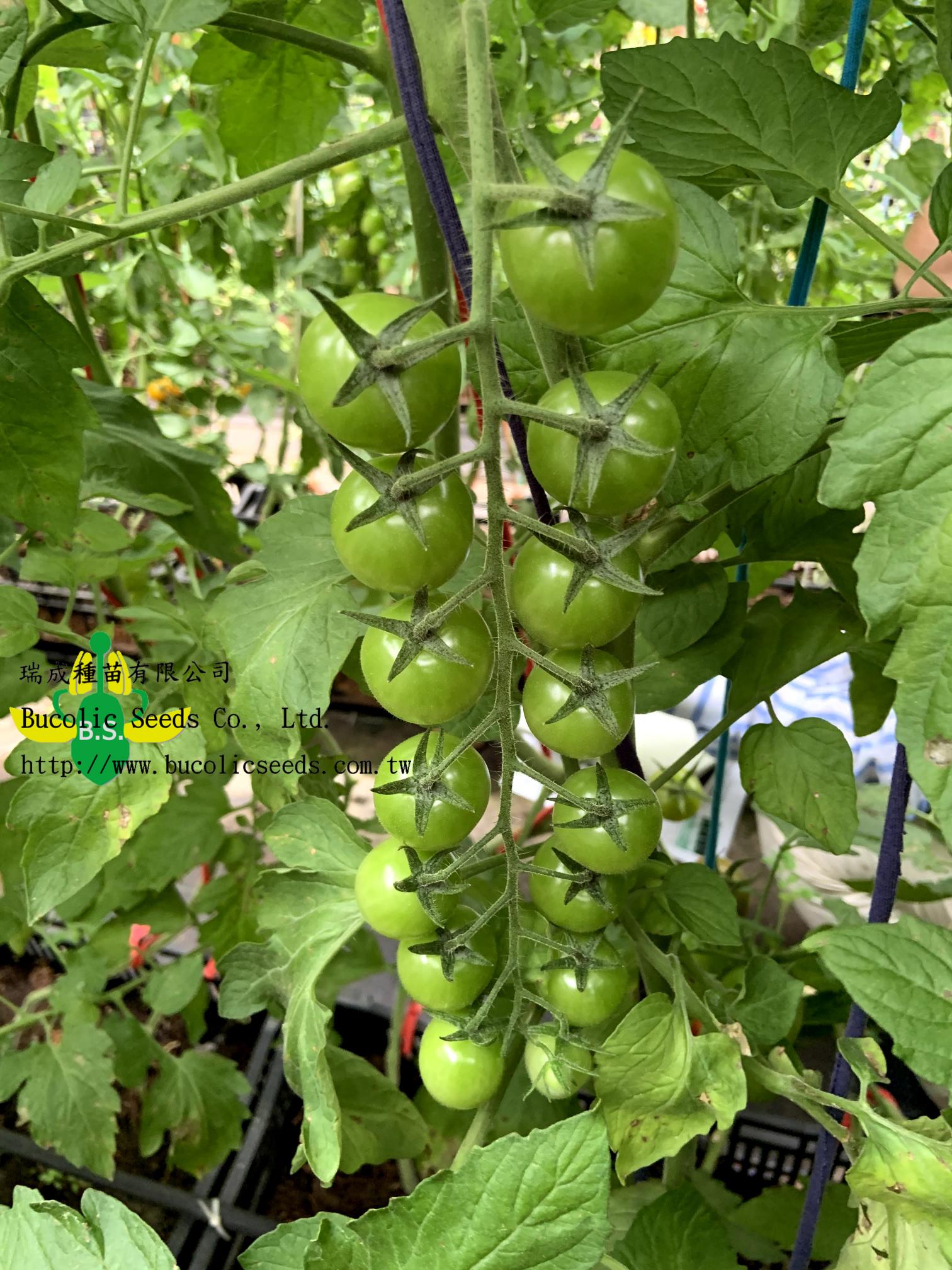 N瑞成小番茄 520 紅雀