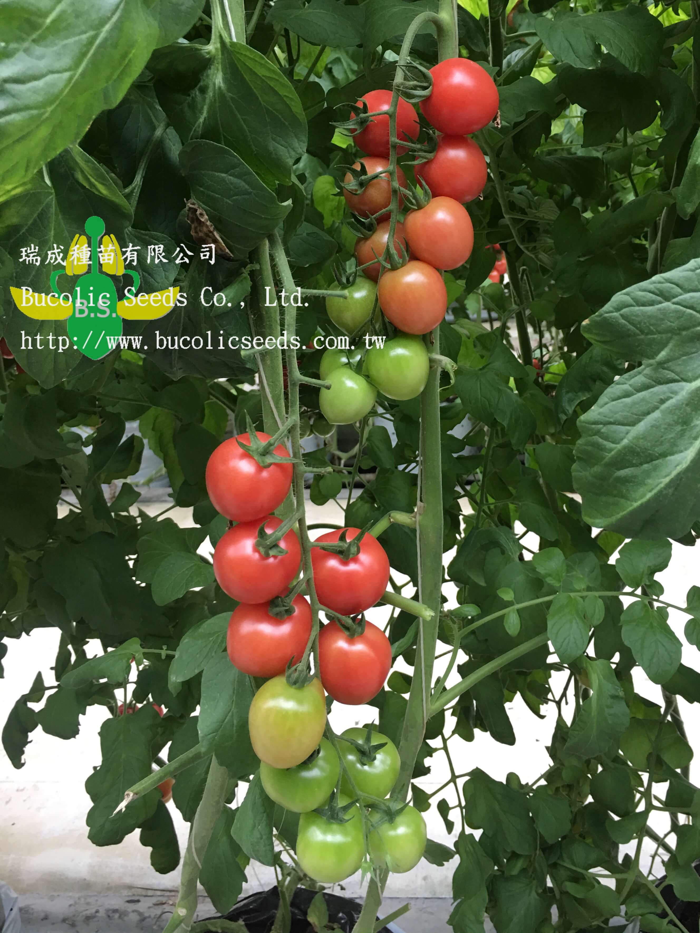 Cherry Tomato 525 - Cherry Tomato 525 (1)