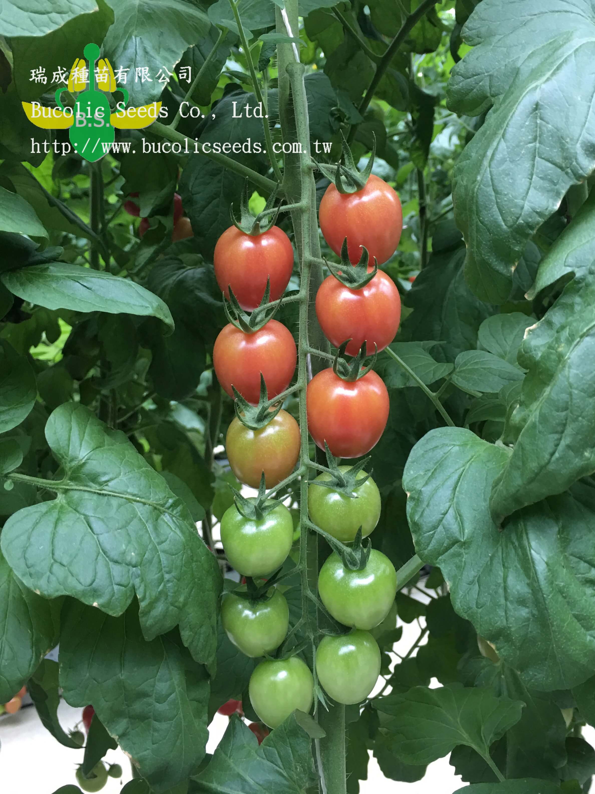 Cherry Tomato 525 - Cherry Tomato 525 (2)