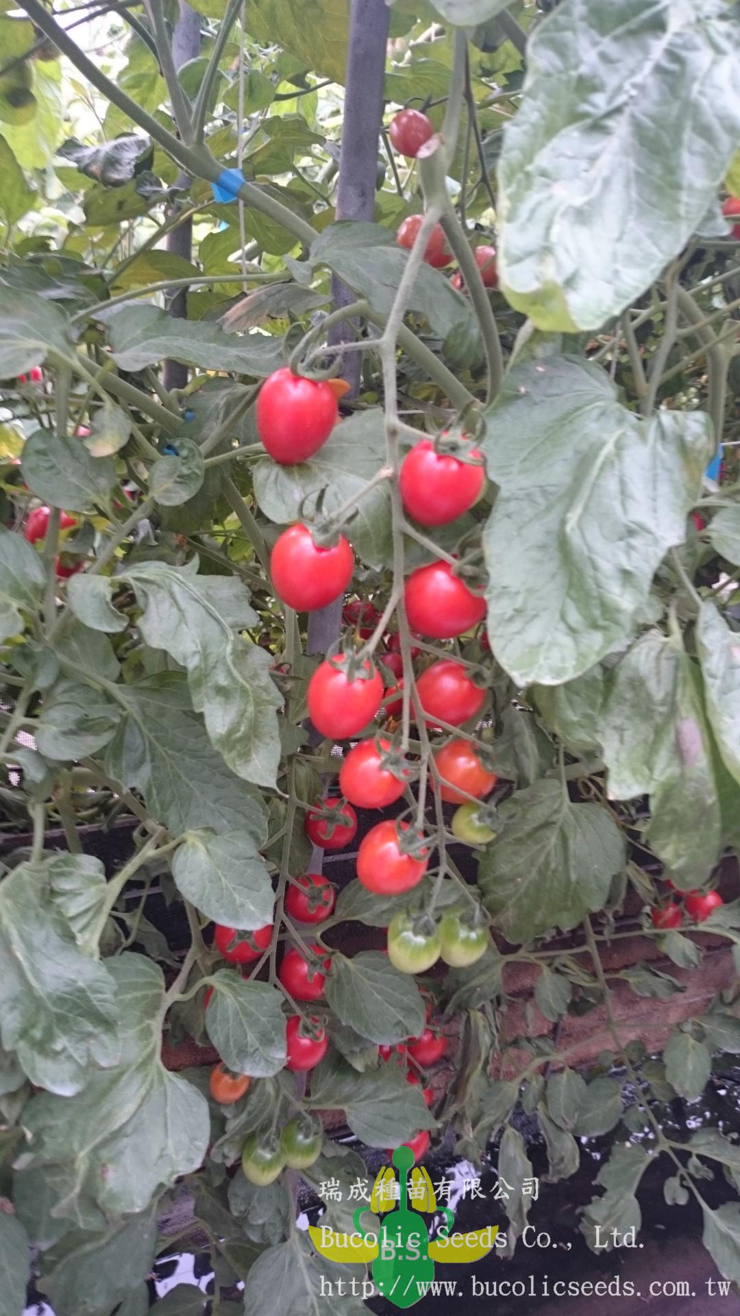 Cherry Tomato 525 - Cherry Tomato 525 (3)