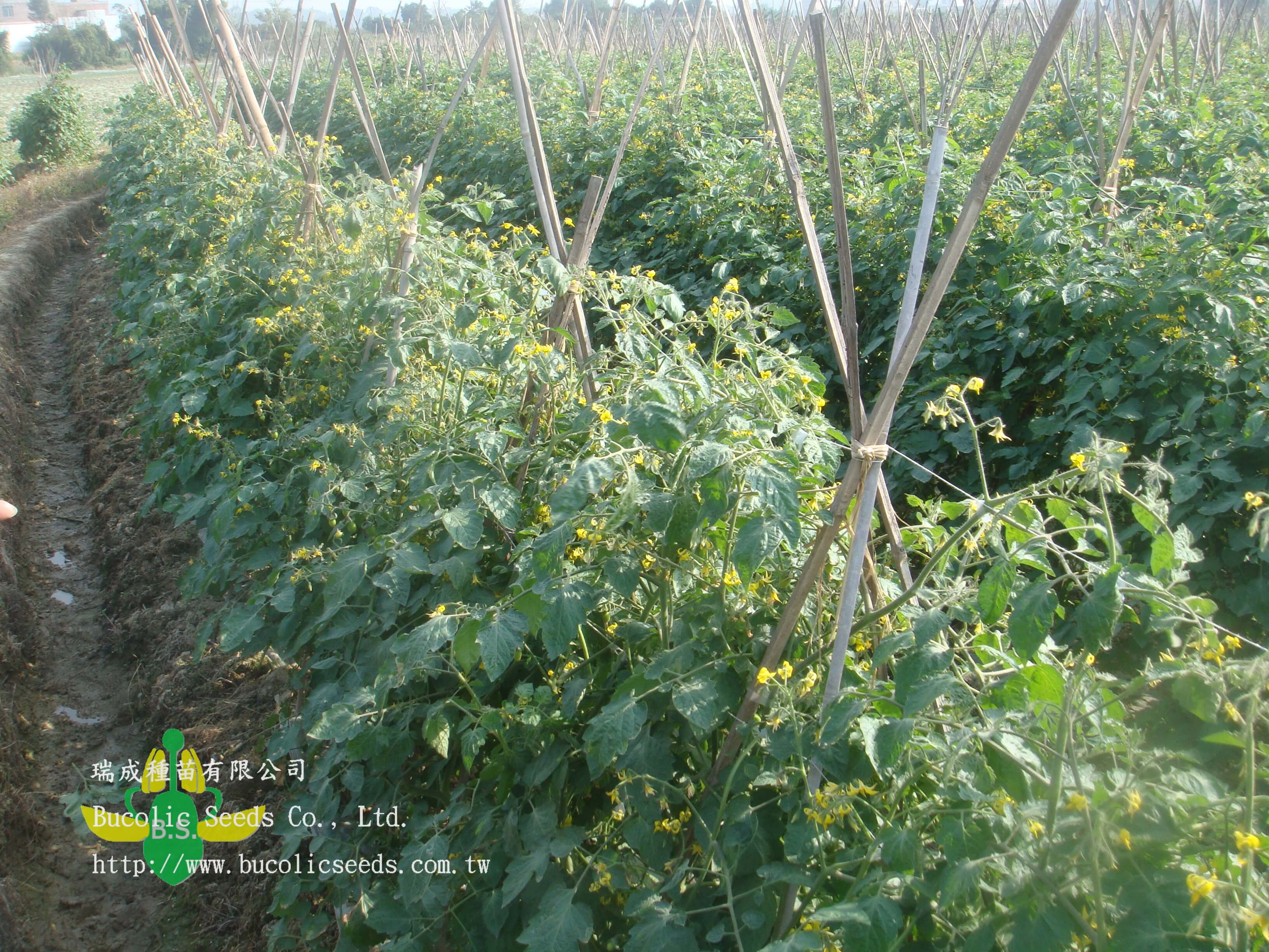 Cherry Tomato 528 - Cherry Tomato 528 (1)