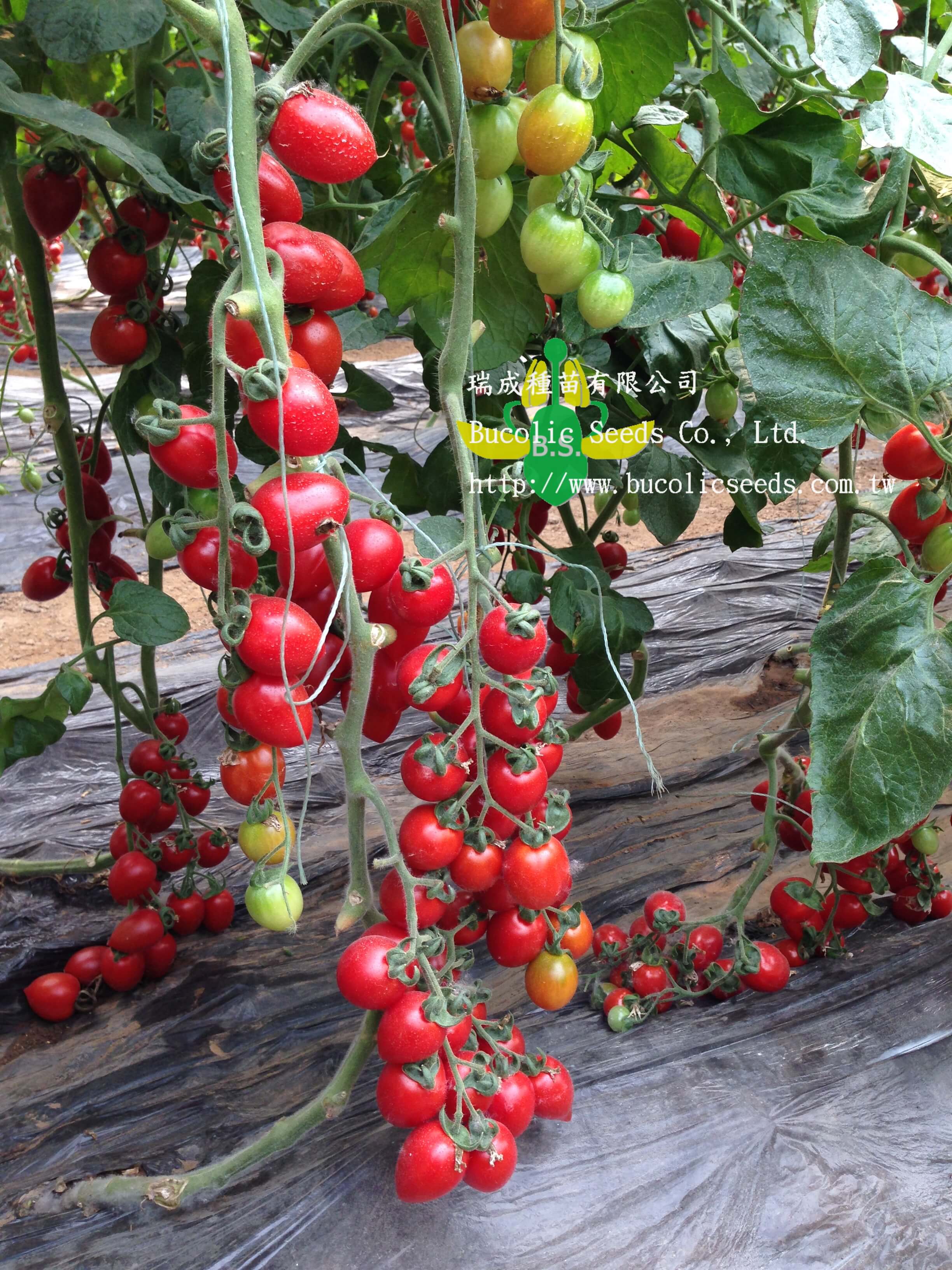 Cherry Tomato 528 - Cherry Tomato 528 (2)