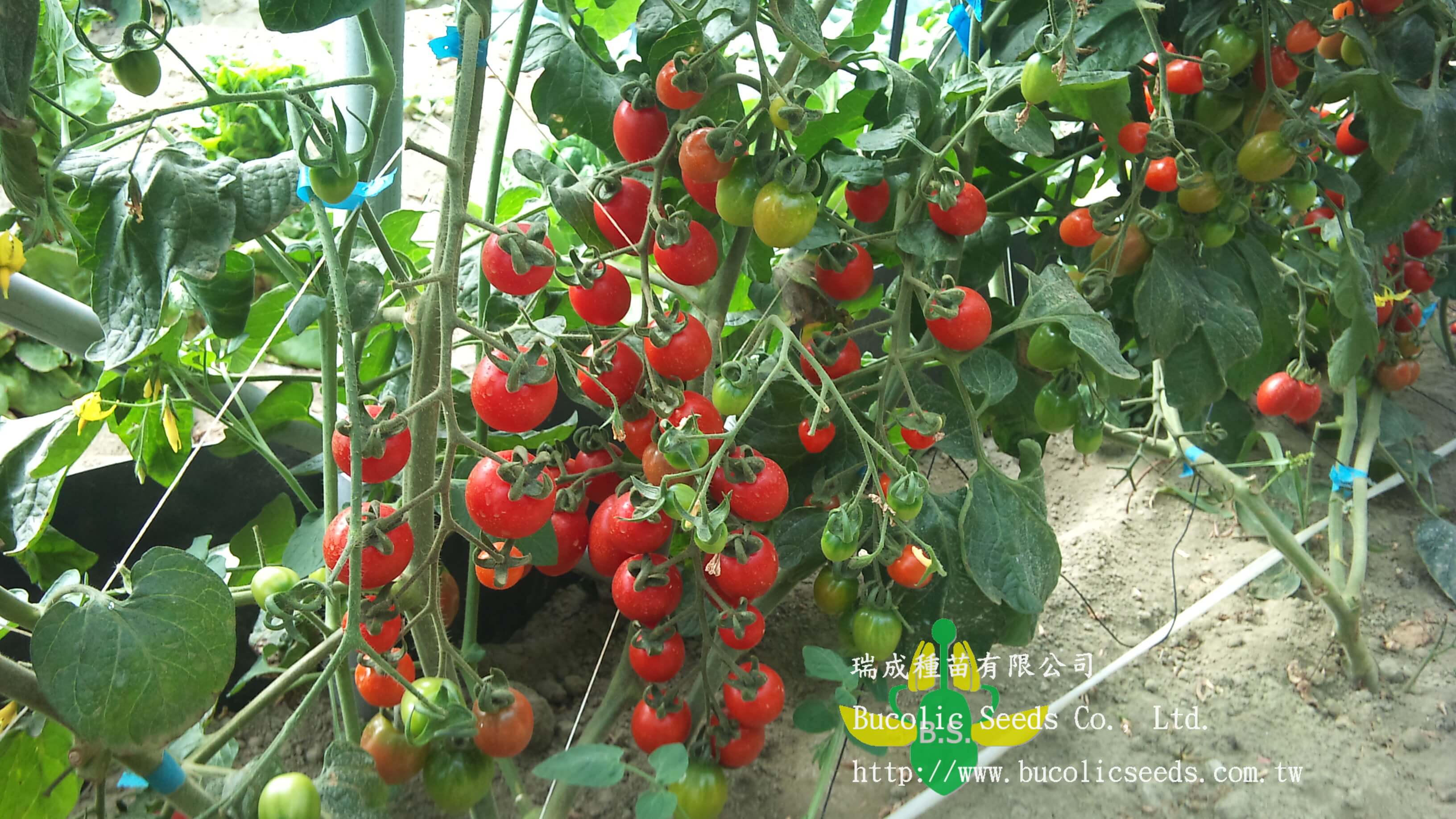 Cherry Tomato 528 - Cherry Tomato 528 (3)