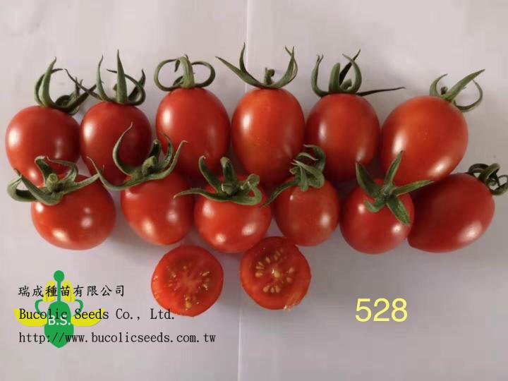 N瑞成小番茄 528