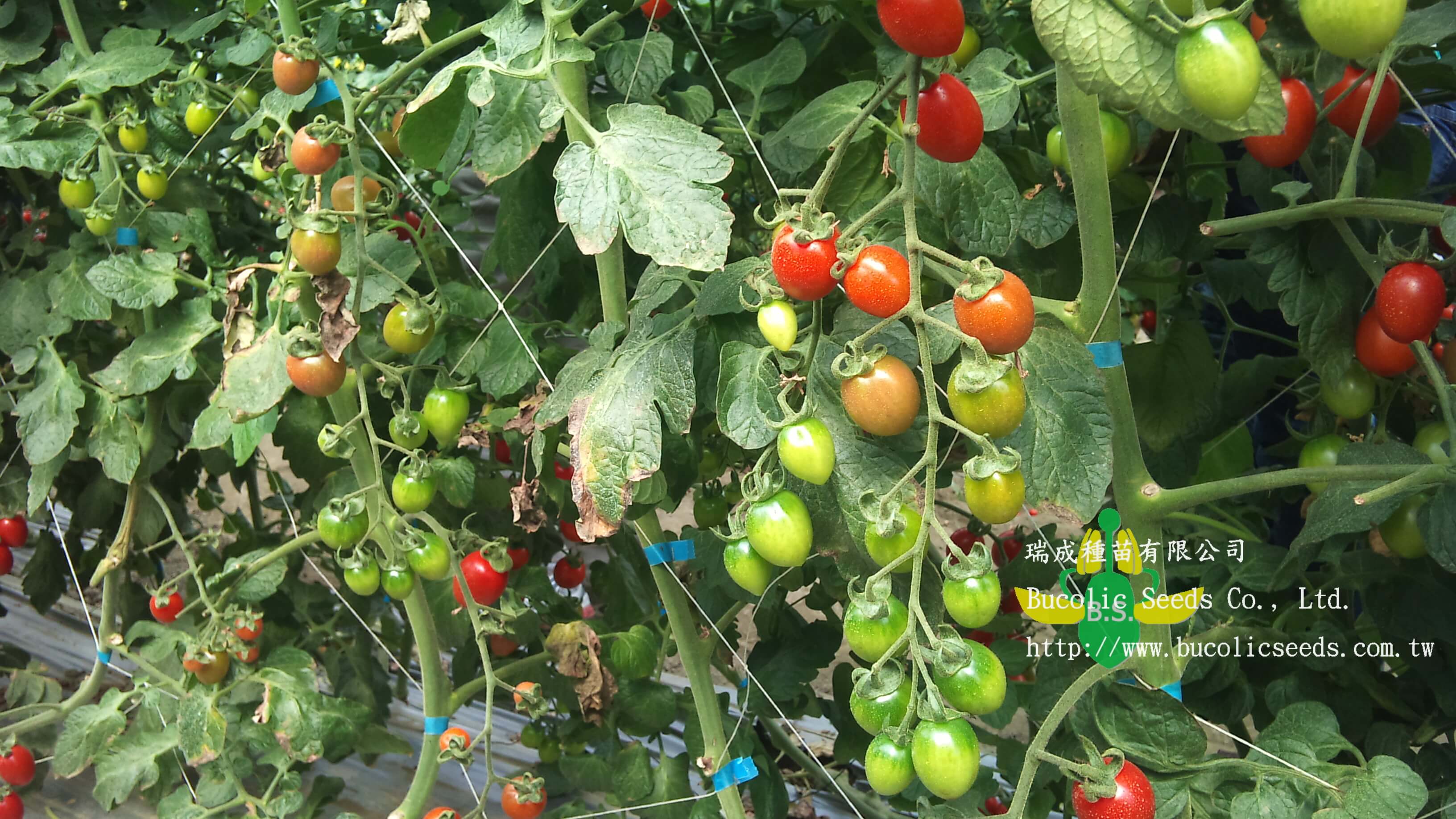 Cherry Tomato 532 - Cherry Tomato 532 (1)