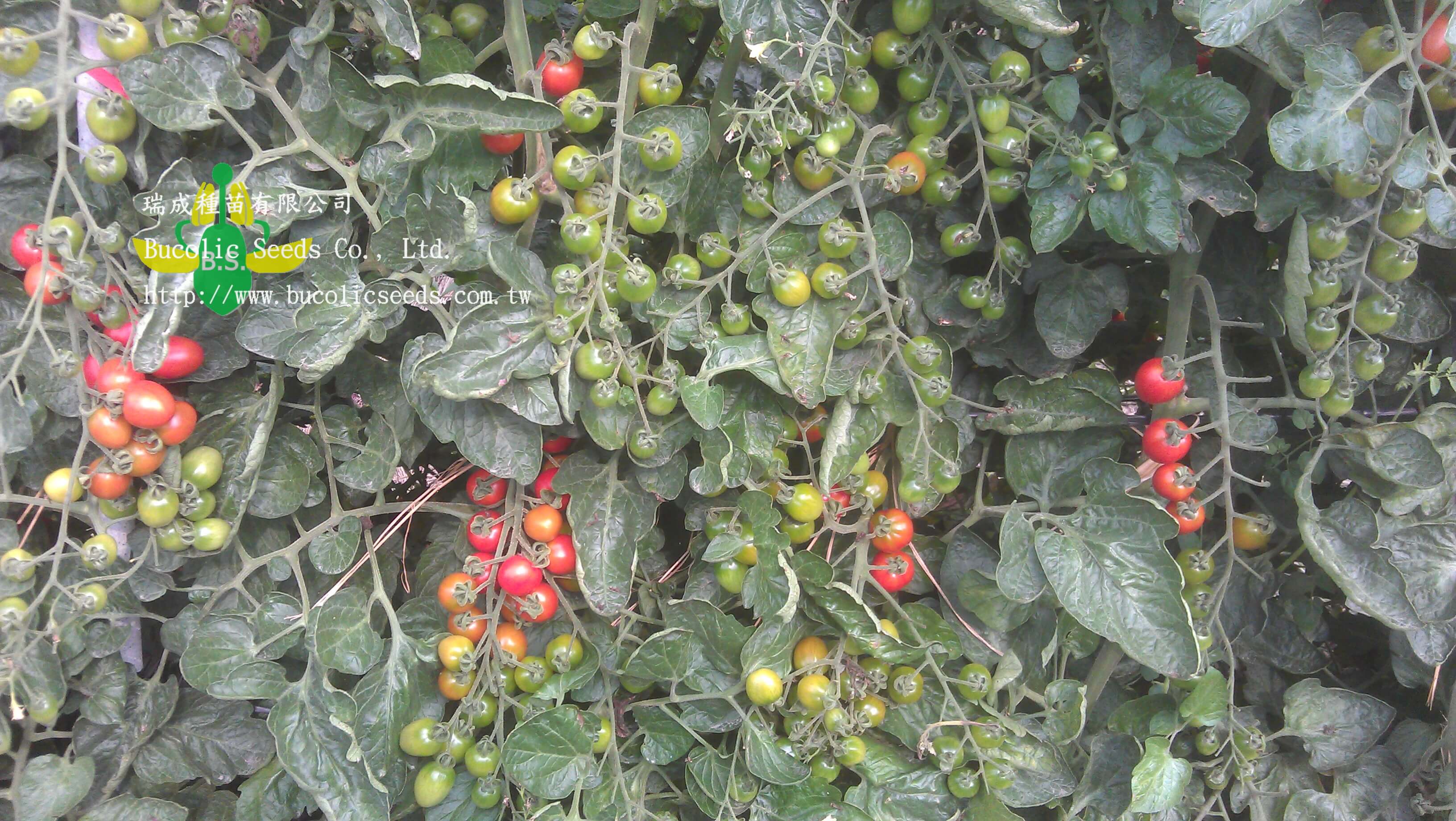 Cherry Tomato 532 - Cherry Tomato 532 (2)