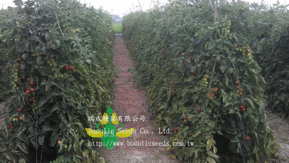 Cherry Tomato 532 - Cherry Tomato 532 (3)