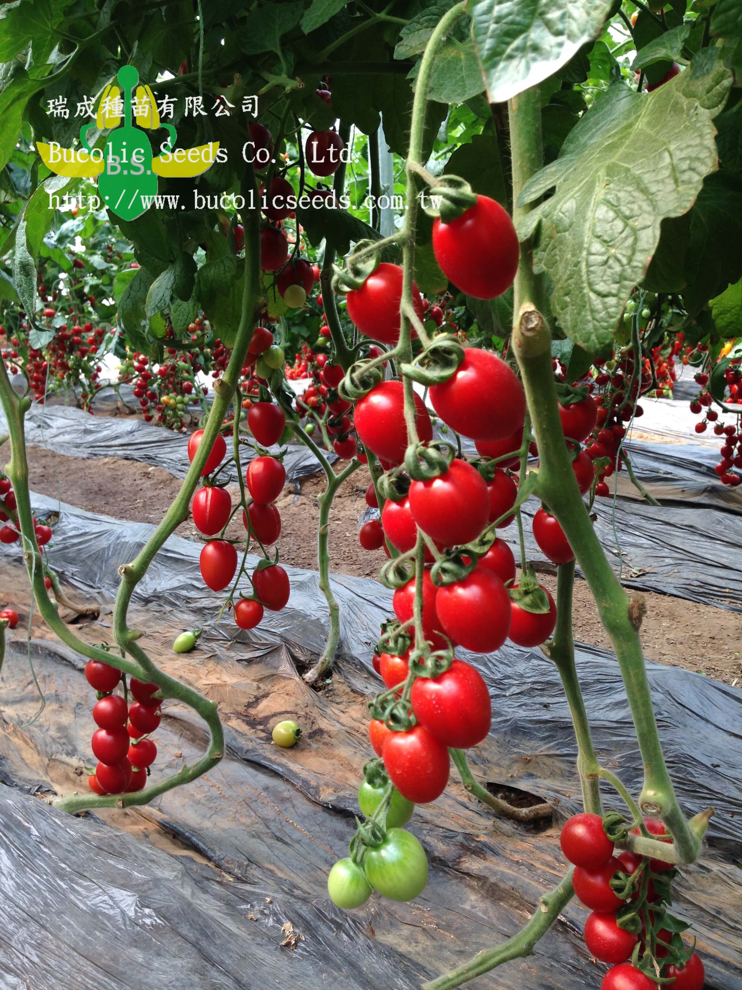 Cherry Tomato 532 - Cherry Tomato 532 (4)