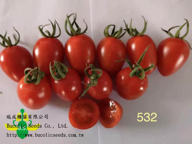 N瑞成小番茄 532 紅寶
