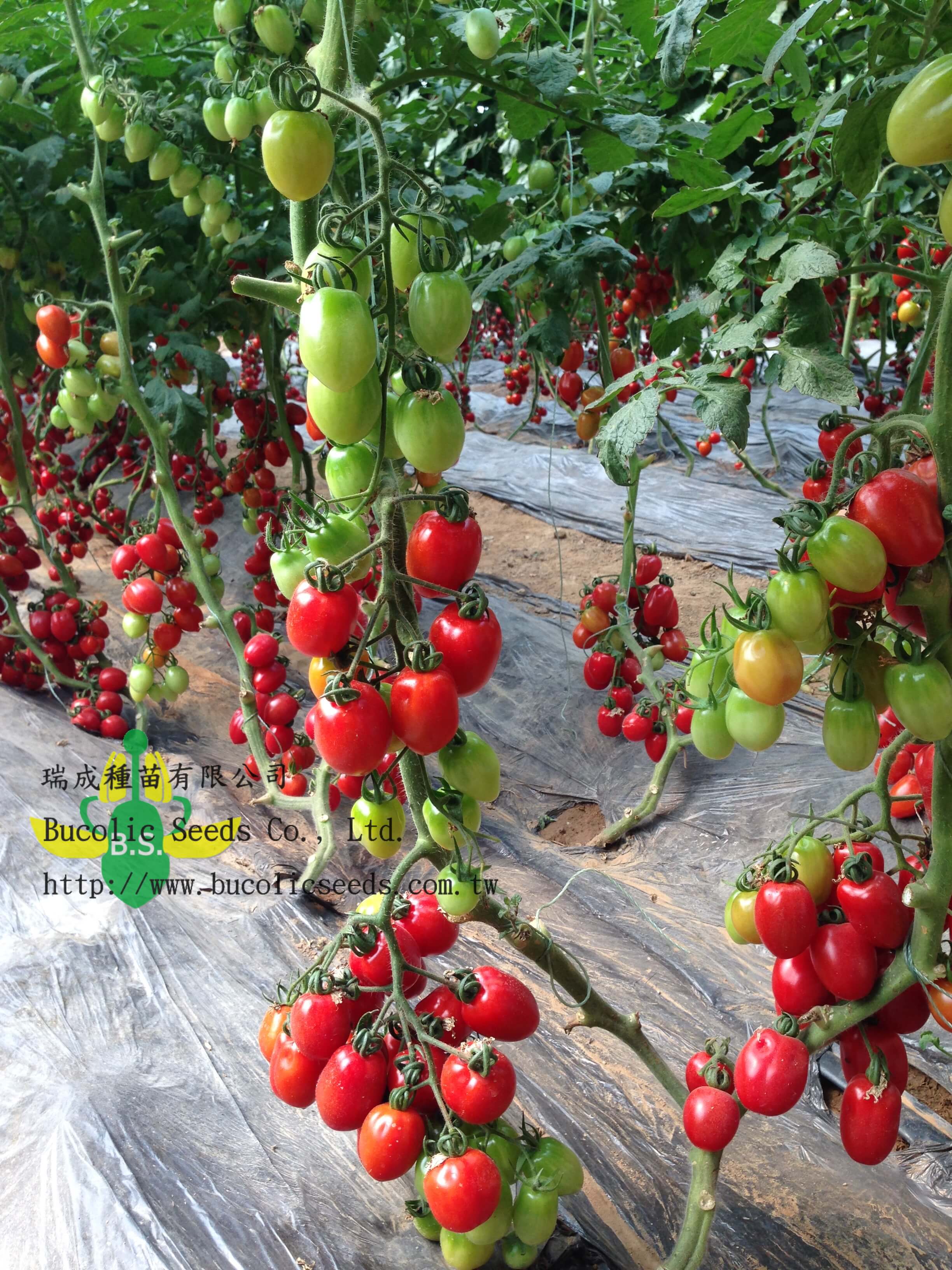 Cherry Tomato 536 - Cherry Tomato 536 (1)