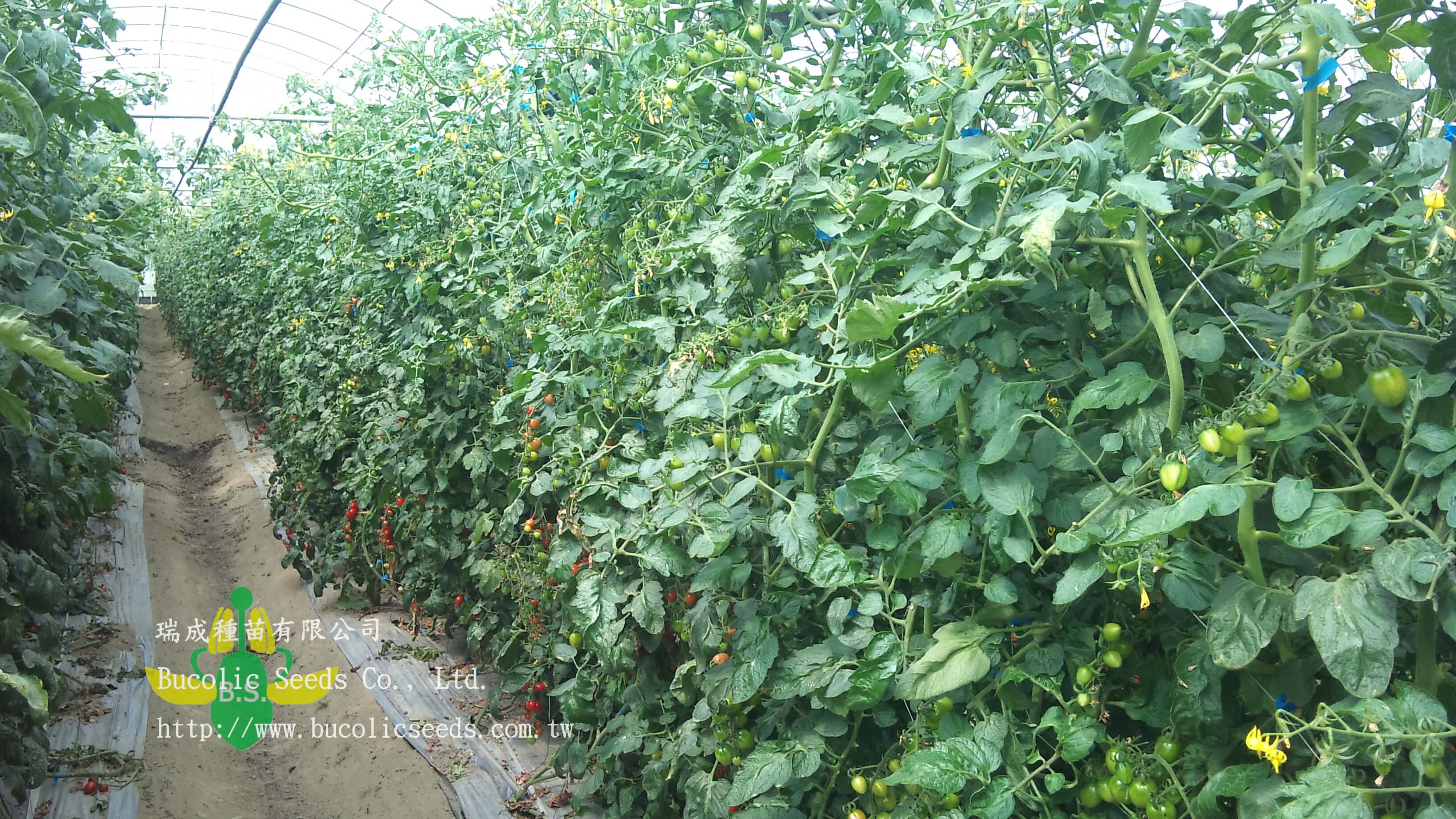 Cherry Tomato 536 - Cherry Tomato 536 (2)