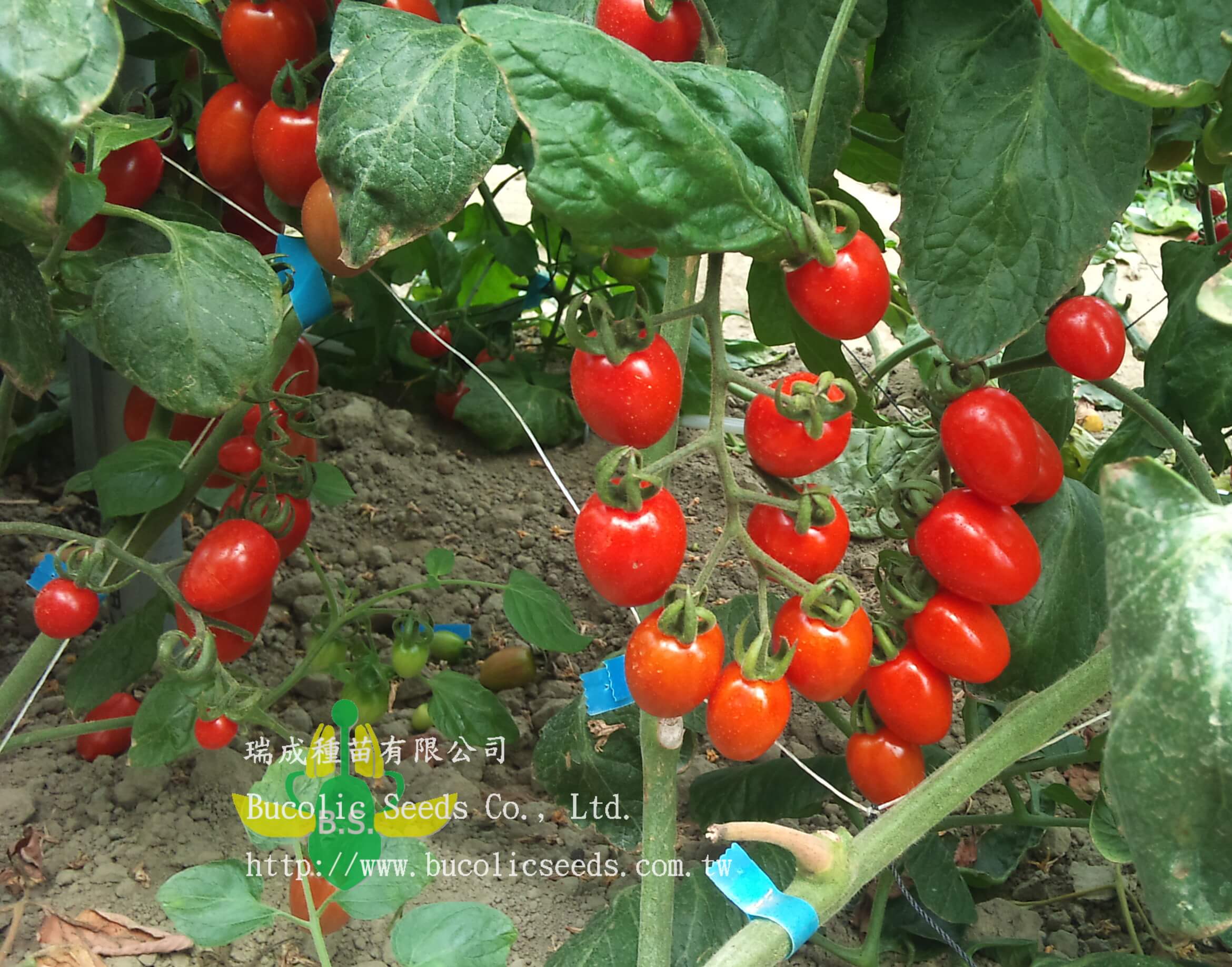 Cherry Tomato 538 - Cherry Tomato 538 (1)