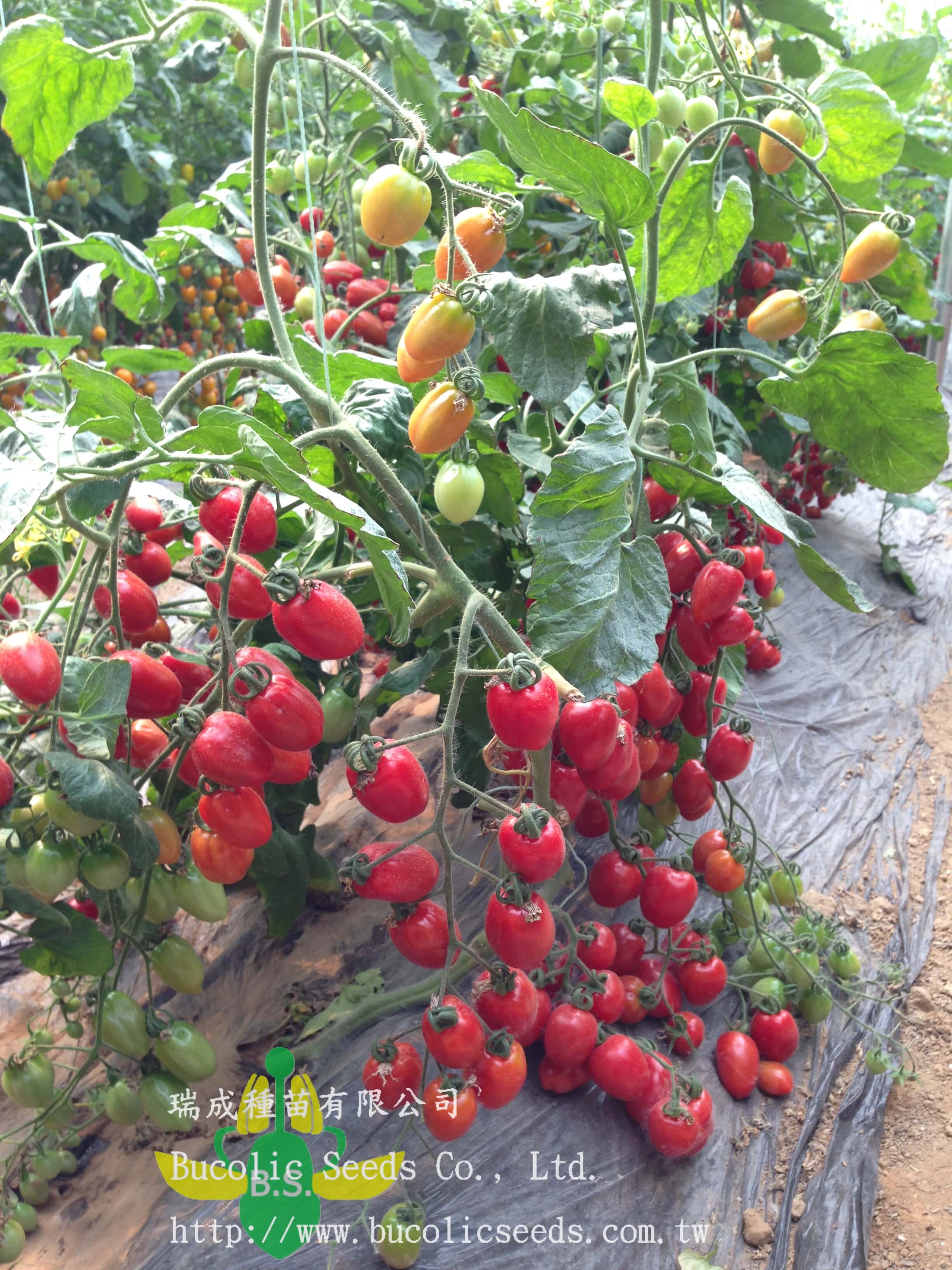 Cherry Tomato 538 - Cherry Tomato 538 (2)