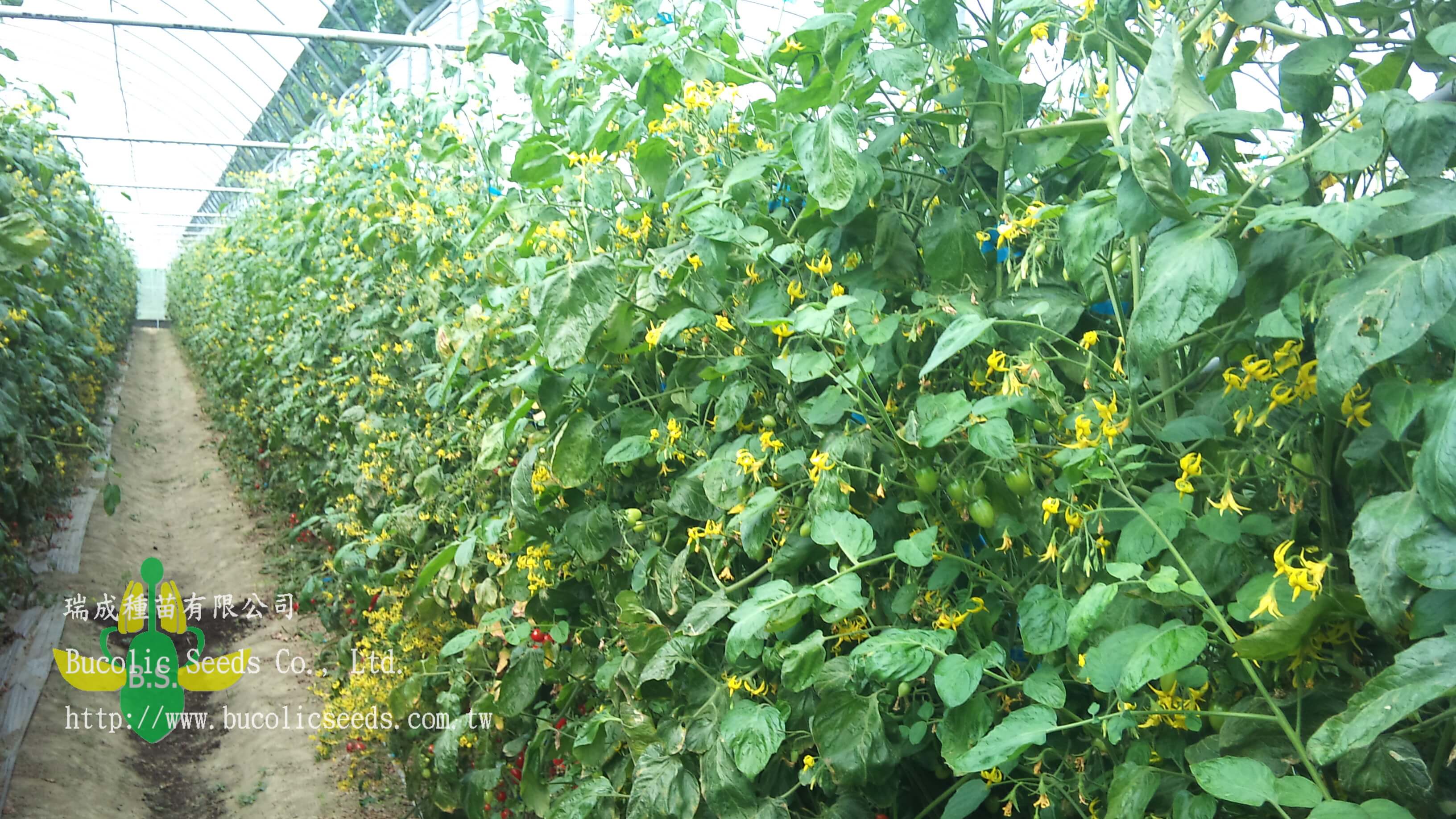 Cherry Tomato 538 - Cherry Tomato 538 (3)