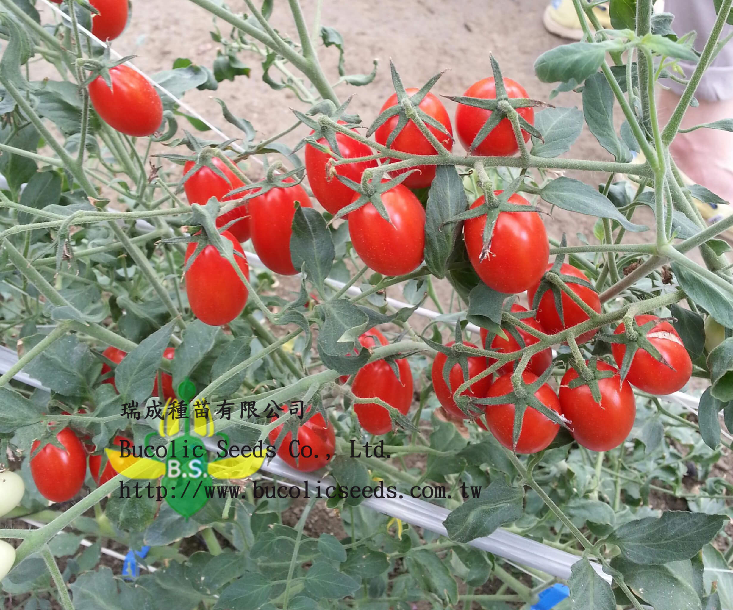 Cherry Tomato 538 - Cherry Tomato 538 (4)