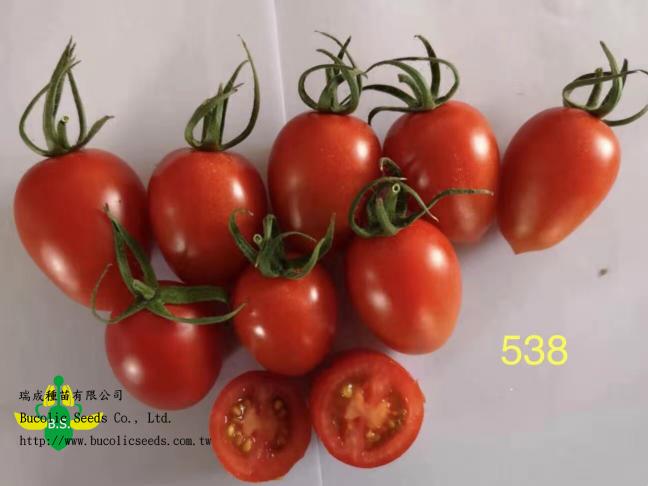 N瑞成小番茄 538