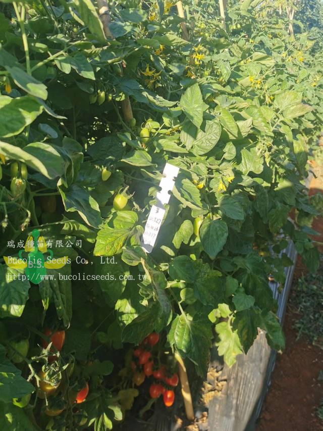 Cherry Tomato 602 - Cherry Tomato 602 (1)