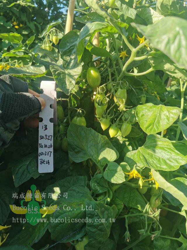 Cherry Tomato 602 - Cherry Tomato 602 (2)