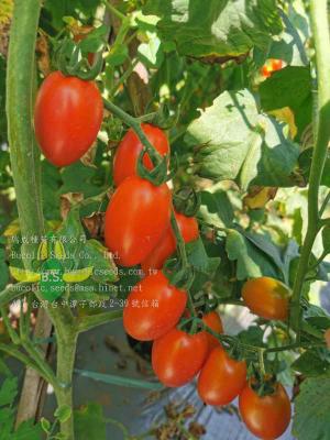 Cherry Tomato 617 - Cherry Tomato 617 (1)