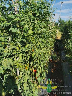 Cherry Tomato 617 - Cherry Tomato 617 (2)