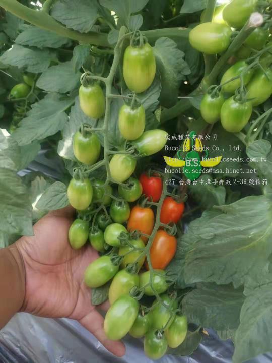 Y瑞成小番茄 617
