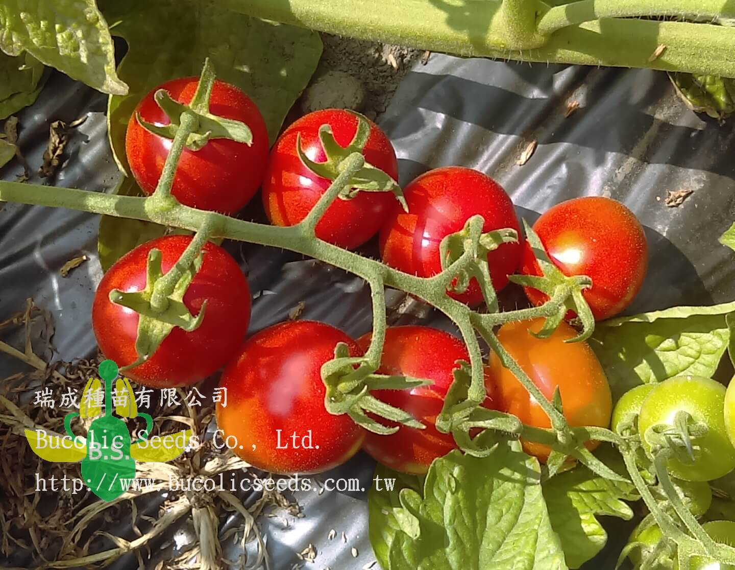 Cherry Tomato 630 - Cherry Tomato 630 (1)
