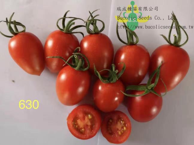 Cherry Tomato 630 - Cherry Tomato 630 (2)