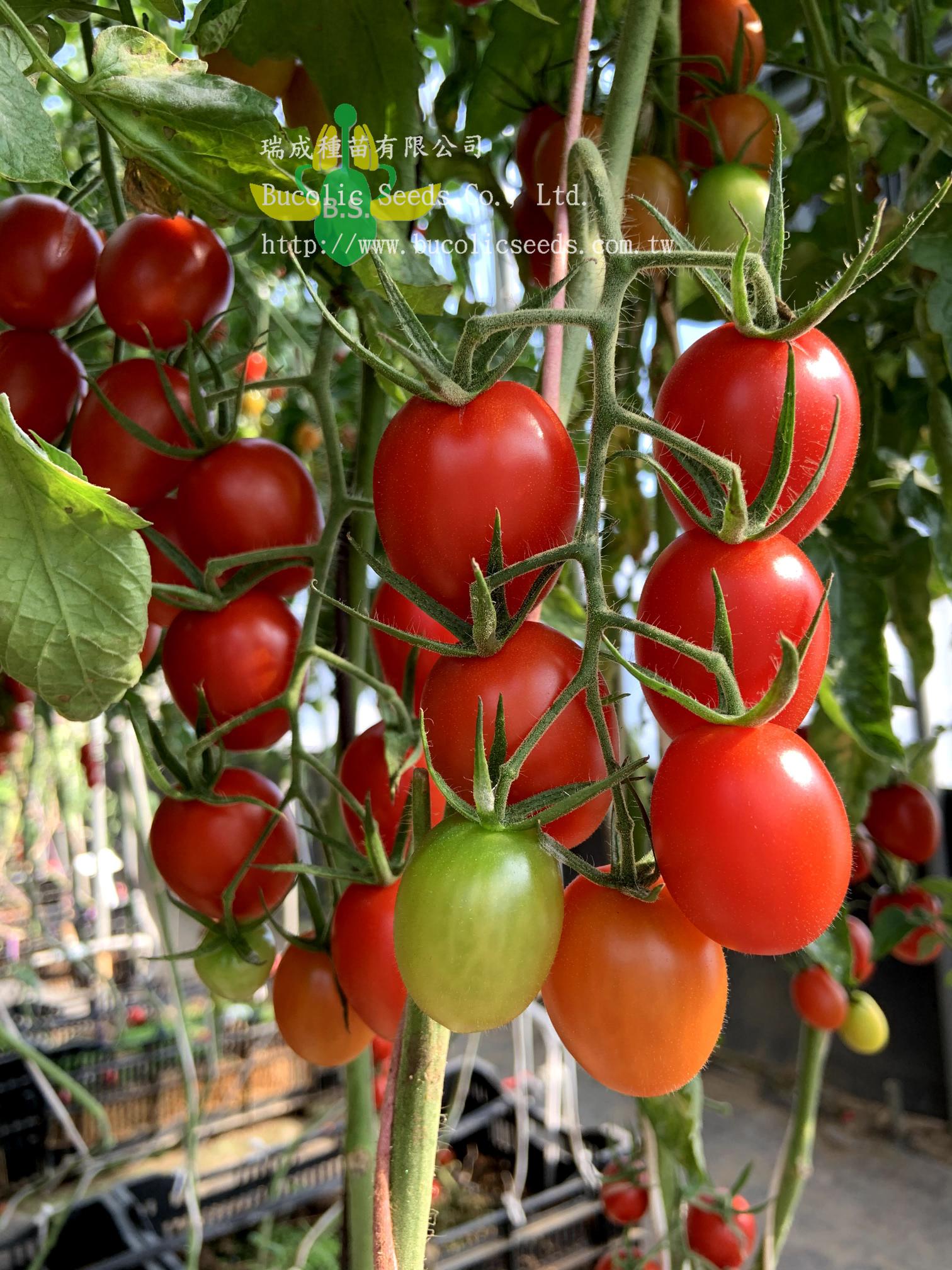 Cherry Tomato 630 - Cherry Tomato 630 (3)
