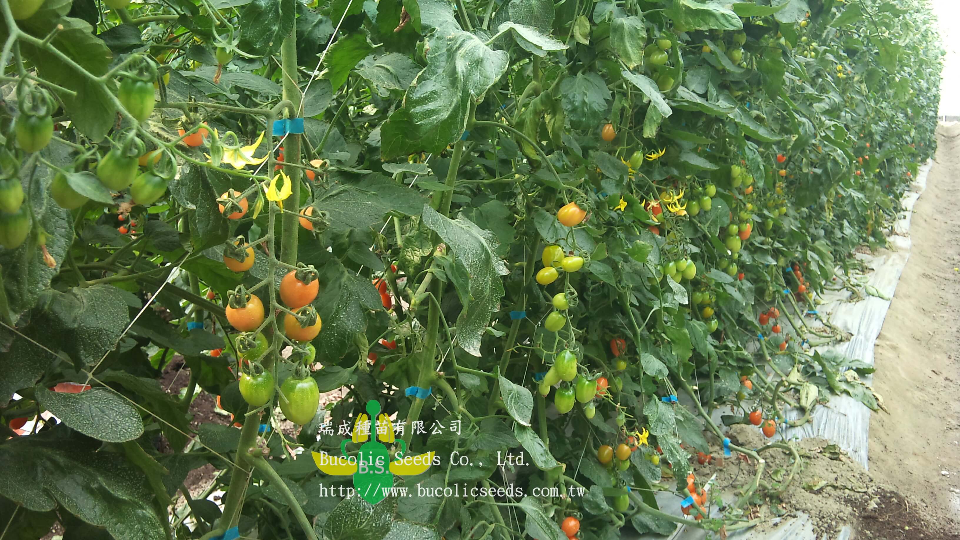 Cherry Tomato 634 - Cherry Tomato 634 (2)