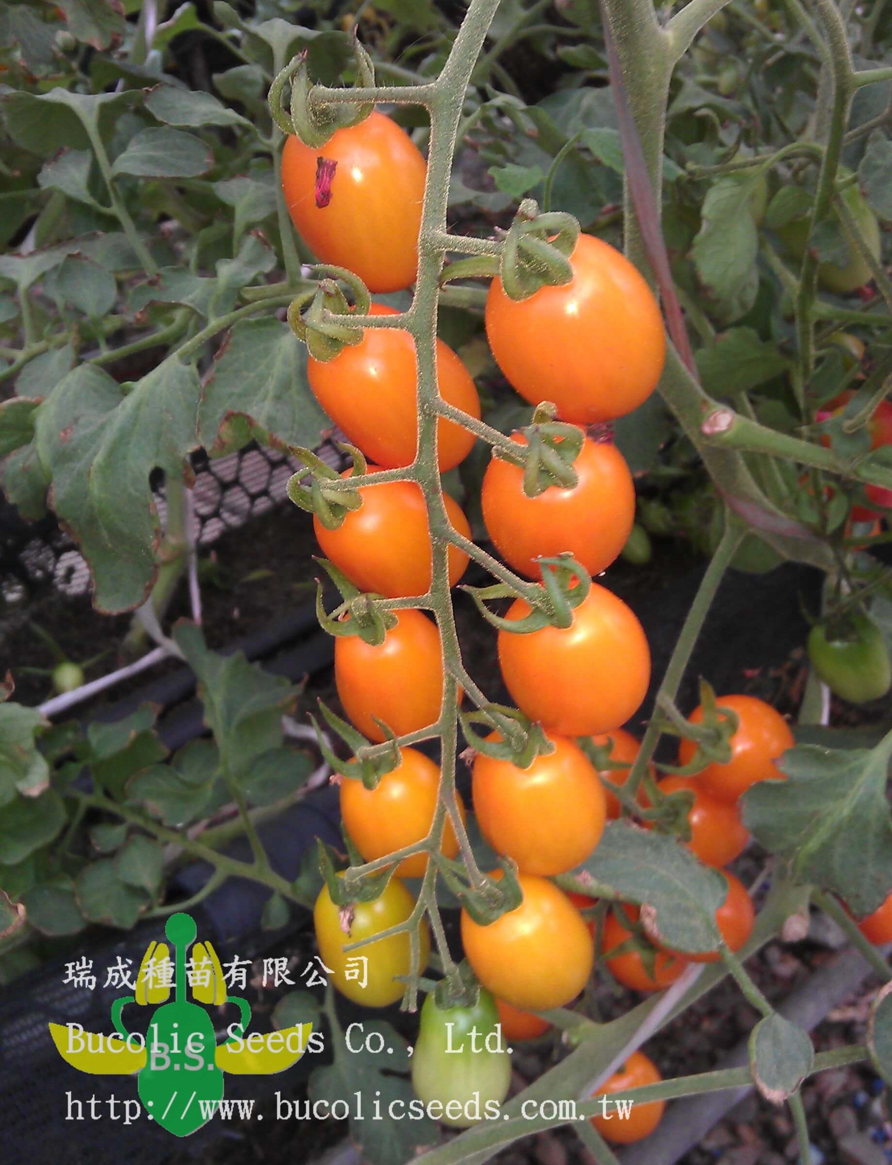 Cherry Tomato 634 - Cherry Tomato 634 (3)