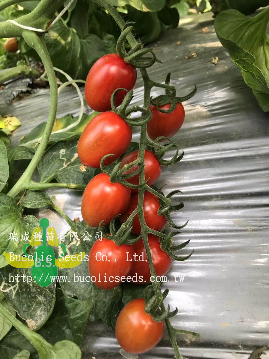 Cherry Tomato 650 - Cherry Tomato 650 (1)