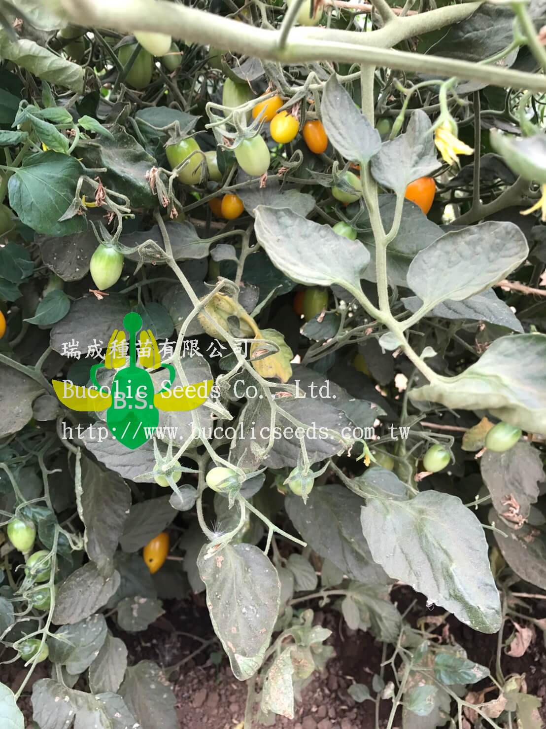 Cherry Tomato 658 - Cherry Tomato 658 (1)