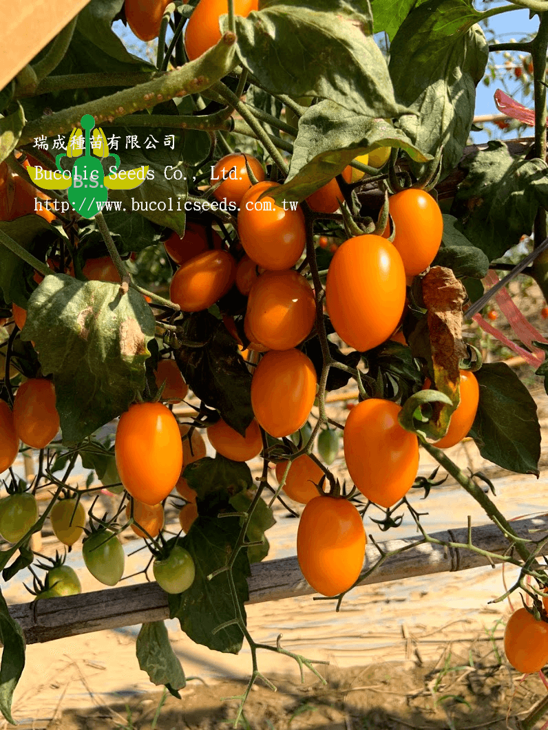 Cherry Tomato 658 - Cherry Tomato 658 (2)