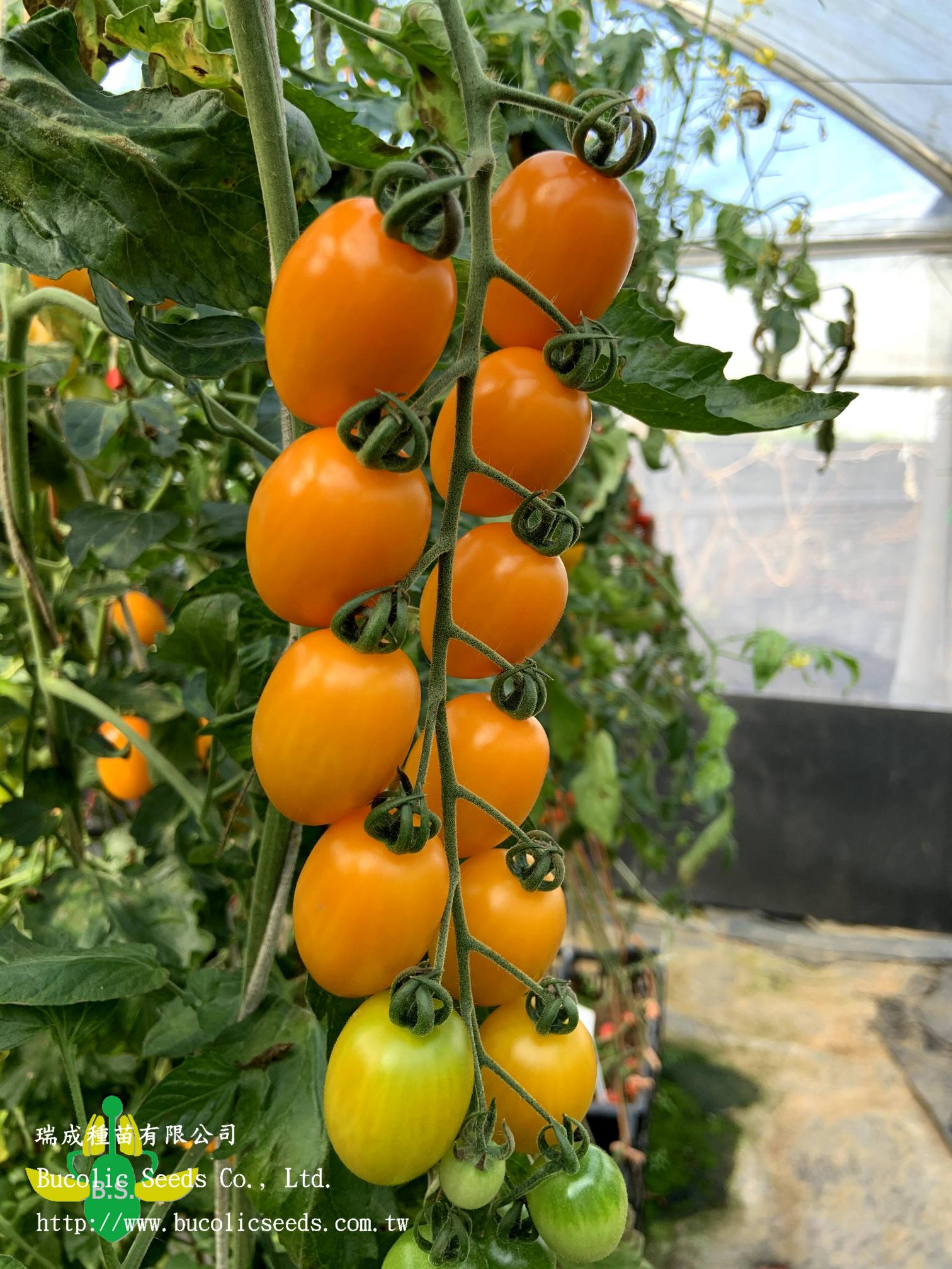 Cherry Tomato 658 - Cherry Tomato 658 (3)