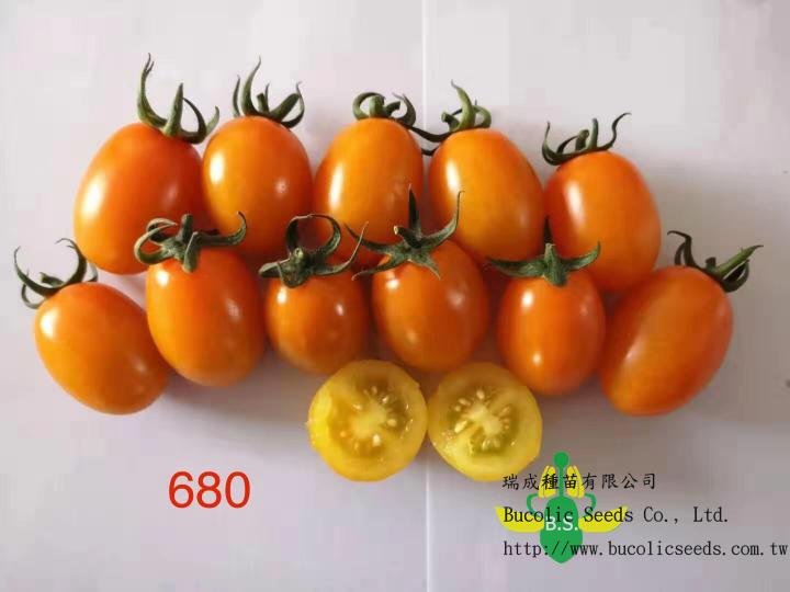 瑞成小番茄 680 - 瑞成小番茄 680 (2)